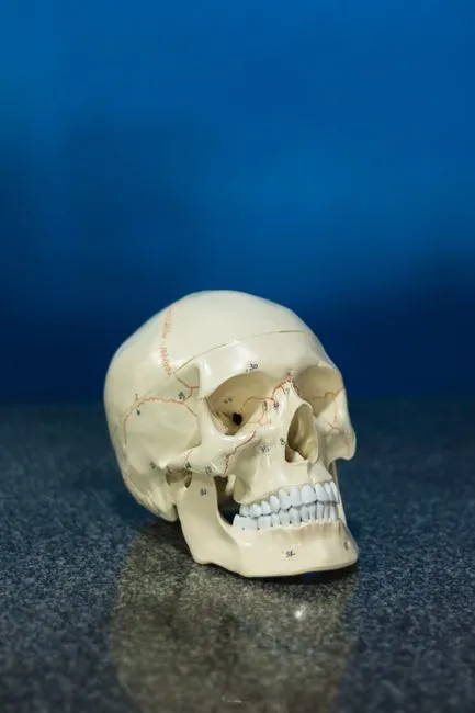 AI-Augmented Forensic Anthropology: How Machine Learning Is Helping Reconstruct Unidentified Remains