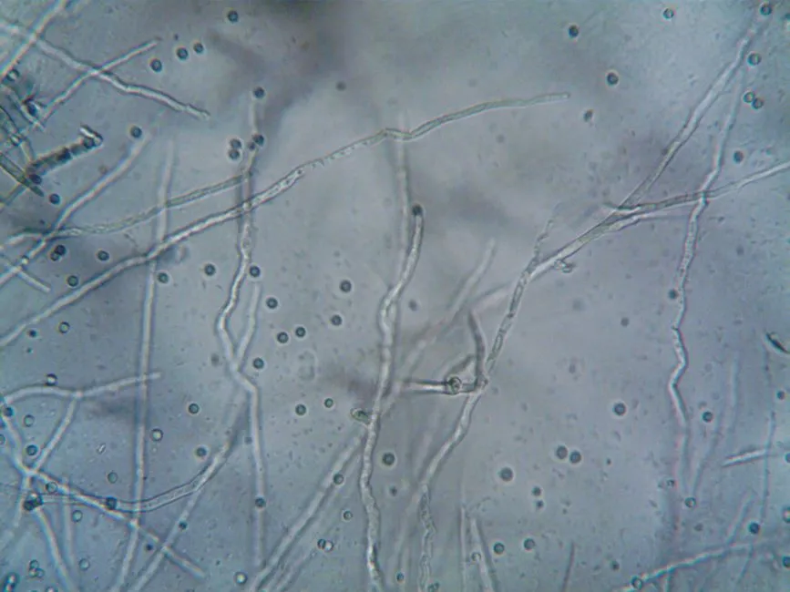 How Generative AI Is Transforming Symbiotic Biofilms for Targeted Pollutant Removal